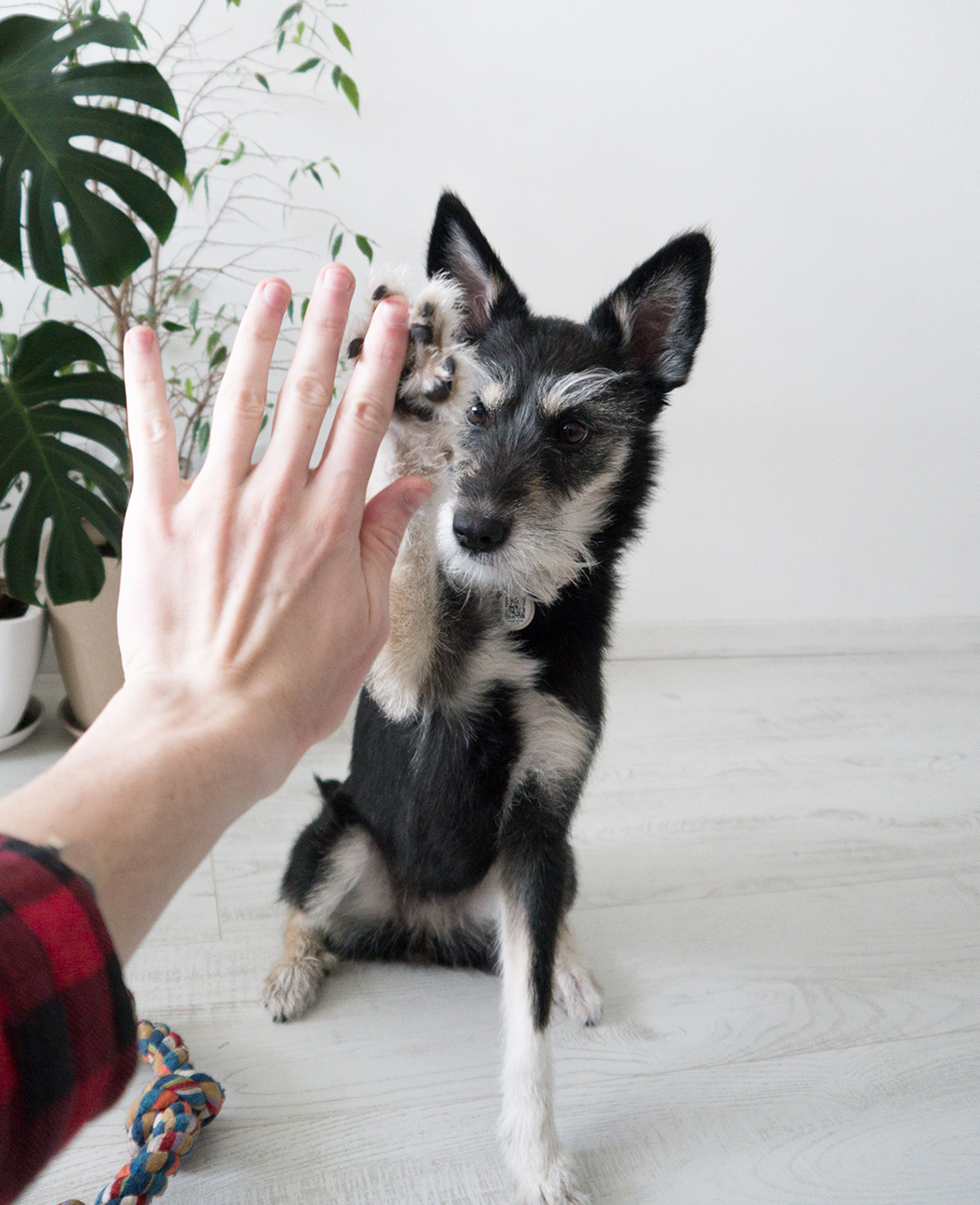 Dog gives high five to human hand